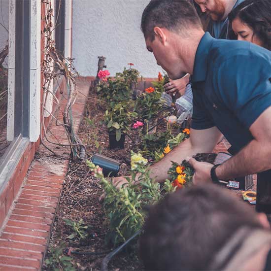 Picture of soft landscaping